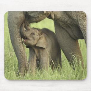 Inder / Asiatischer Elefant und Jungtier, Corbett Mousepad