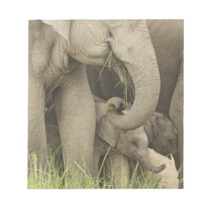 Inder / Asiatischer Elefant und Jungtier, Corbett Notizblock