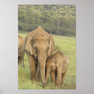 Inder / Asiatischer Elefant und Jungtier, Corbett Poster