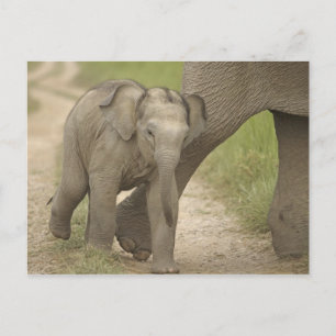Inder / Asiatischer Elefant und Jungtier, Corbett  Postkarte