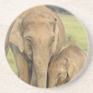Inder / Asiatischer Elefant und Jungtier, Corbett Sandstein Untersetzer