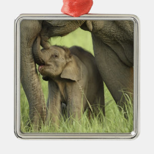 Inder / Asiatischer Elefant und Jungtier, Corbett Silbernes Ornament
