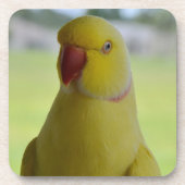 Inder Ringneck im Schatten Untersetzer (Vorderseite)