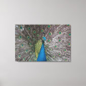 India Blue Peacock Triptych-Leinwand Leinwanddruck (Vorderseite)