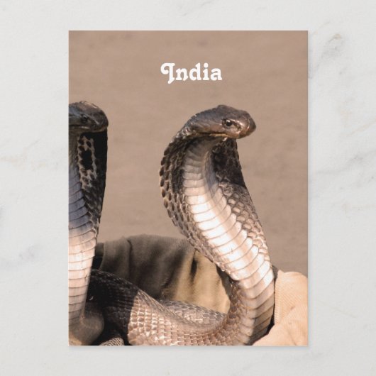 India Cobra Postkarte (Vorderseite)
