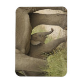 Indian / Asian Elephant and young one,Corbett Magnet (Vertikal)