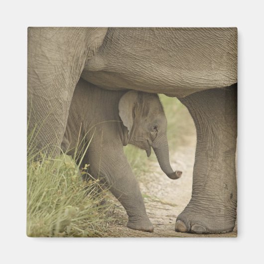 Indian / Asian Elephant and young one,Corbett Magnet (Vorne)