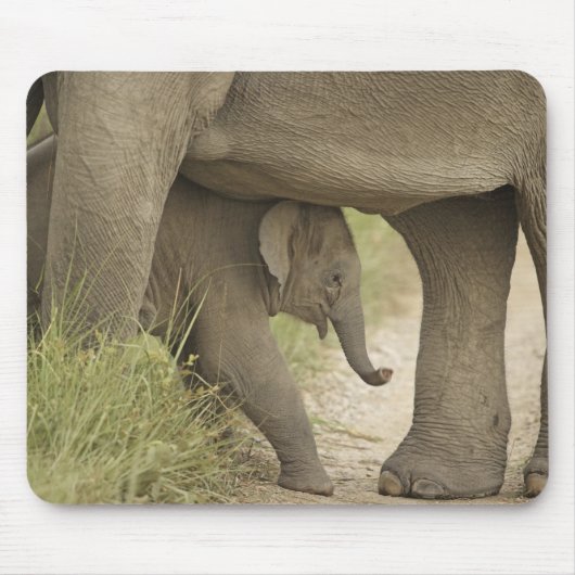 Indian / Asian Elephant and young one,Corbett Mousepad (Vorne)