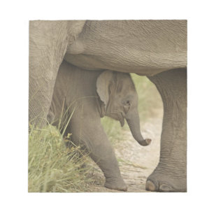 Indian / Asian Elephant and young one,Corbett Notizblock