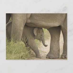 Indian / Asian Elephant and young one,Corbett Postkarte