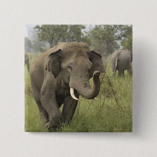 Indian Asian Elephant Gruß Button (Vorderseite)