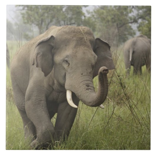 Indian Asian Elephant Gruß Fliese (Vorderseite)