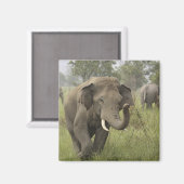 Indian Asian Elephant Gruß Magnet (Vorderseite/Rückseite)