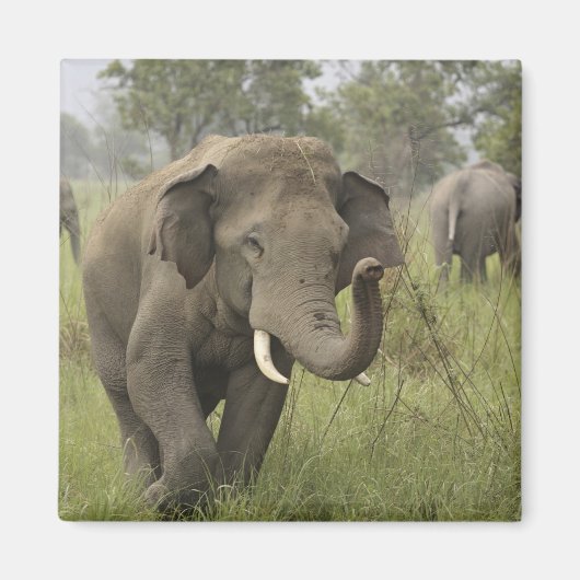 Indian Asian Elephant Gruß Magnet (Vorne)