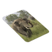 Indian Asian Elephant Gruß Magnet (Rechte Seite)