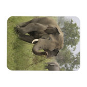 Indian Asian Elephant Gruß Magnet (Horizontal)