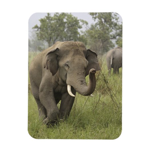 Indian Asian Elephant Gruß Magnet (Vertikal)