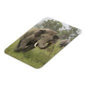 Indian Asian Elephant Gruß Magnet (Linke Seite)