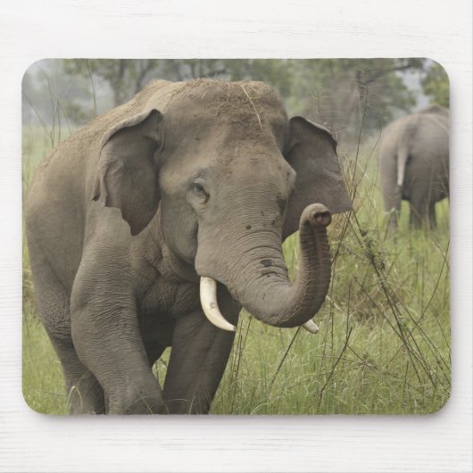 Indian Asian Elephant Gruß Mousepad (Vorne)