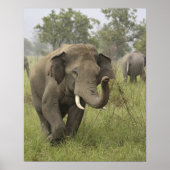 Indian Asian Elephant Gruß Poster (Vorne)