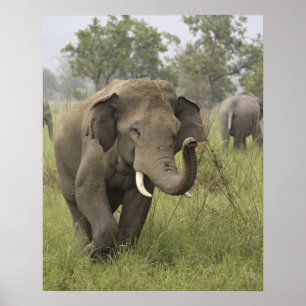 Indian Asian Elephant Gruß Poster
