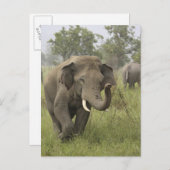 Indian Asian Elephant Gruß Postkarte (Vorne/Hinten)