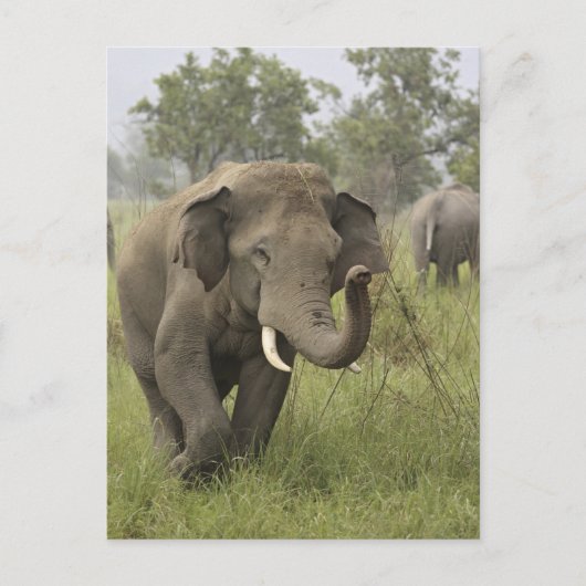 Indian Asian Elephant Gruß Postkarte (Vorderseite)