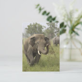 Indian Asian Elephant Gruß Postkarte (Stehend Vorderseite)