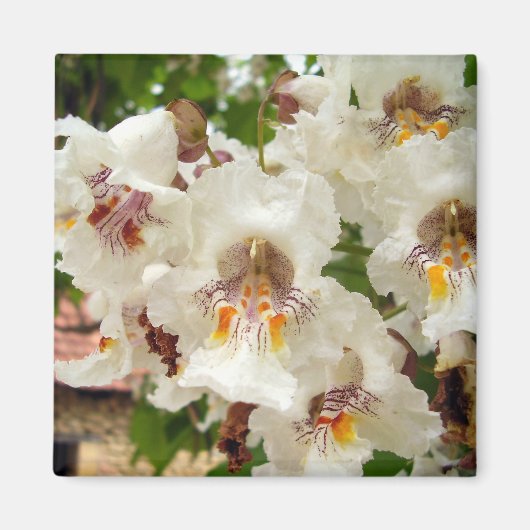 Indian Bean Tree Blume Magnet (Vorne)
