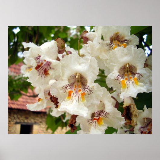 Indian Bean Tree Blume Poster (Vorne)