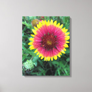 Indian Blanket Blume Texas Wildblume Leinwanddruck