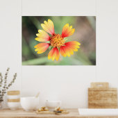 Indian Blanket Poster (Küche)