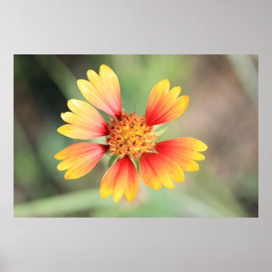 Indian Blanket Poster (Vorne)