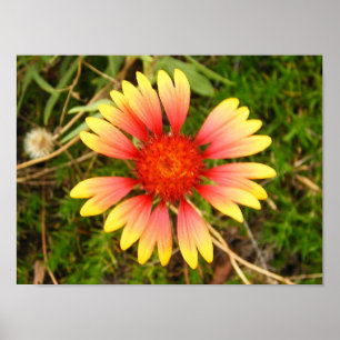 Indian Blanket Poster