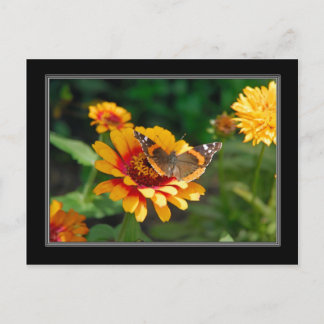 Indian Blanket Wildblume and Butterfly Postcard Postkarte
