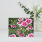 Indian Blankets POSTCARD Postkarte (Stehend Vorderseite)