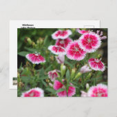 Indian Blankets POSTCARD Postkarte (Vorne/Hinten)