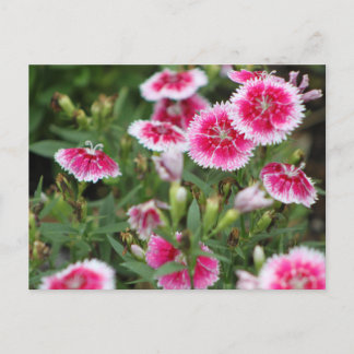 Indian Blankets POSTCARD Postkarte