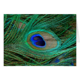 Indian Blue Peacock Feather