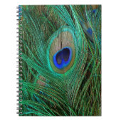 Indian Blue Peacock Feather Notizblock (Vorderseite)
