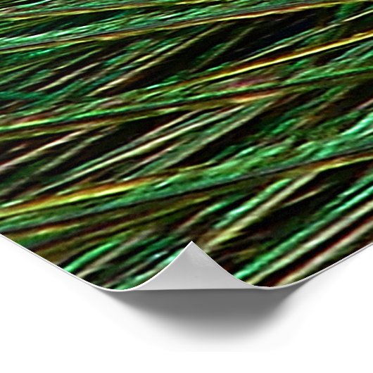 Indian Blue Peacock Feather Poster Print (Ecke)