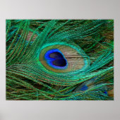 Indian Blue Peacock Feather Poster Print (Vorne)