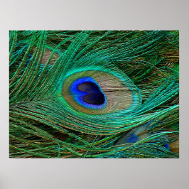 Indian Blue Peacock Feather Poster Print