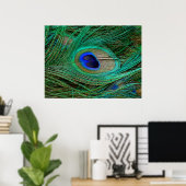 Indian Blue Peacock Feather Poster Print (Heimbüro)