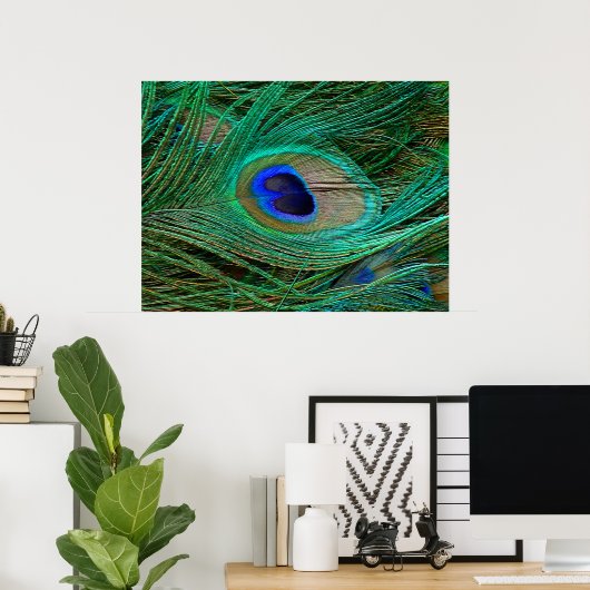 Indian Blue Peacock Feather Poster Print (Heimbüro)