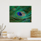 Indian Blue Peacock Feather Poster Print (Küche)