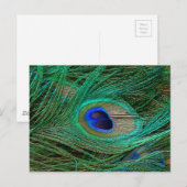 Indian Blue Peacock Feather Postkarte (Vorne/Hinten)