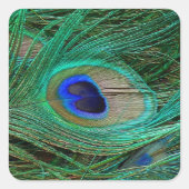 Indian Blue Peacock Feather Quadratischer Aufkleber (Vorderseite)