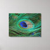 Indian Blue Peacock Feather Stretched Canvas Print Leinwanddruck (Vorderseite)