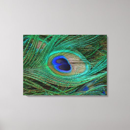 Indian Blue Peacock Feather Stretched Canvas Print Leinwanddruck (Vorderseite)